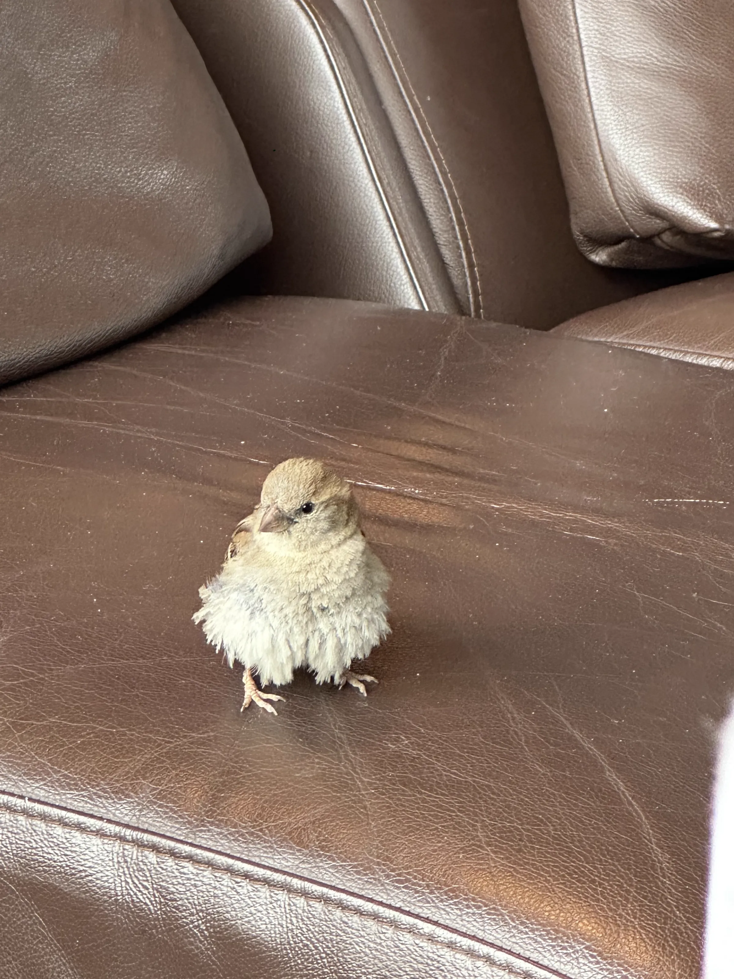 A baby bird relaxing at the Ålesund microbrewery taproom