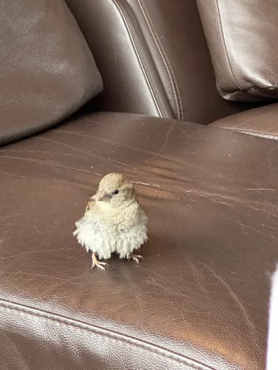 A baby bird relaxing at the Ålesund microbrewery taproom