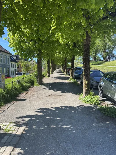 A canopy of leafy trees forming a natural archway over a Bergen walkway
